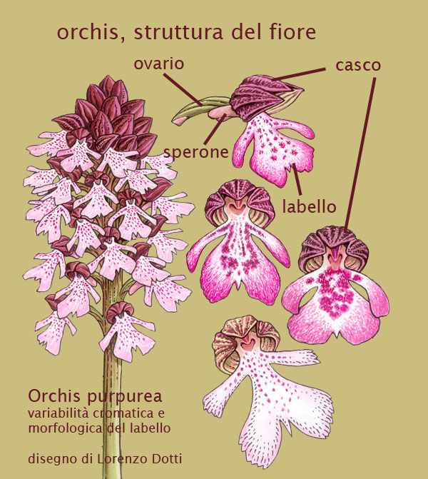 orchidee,struttura del fiore - parte seconda